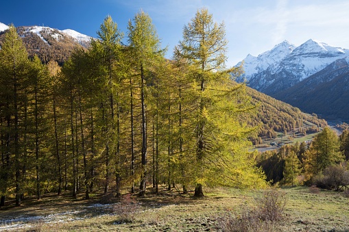 Larch trees lit up by the sun and dressed in their autumn colours line the path leading to the Val Troncea.