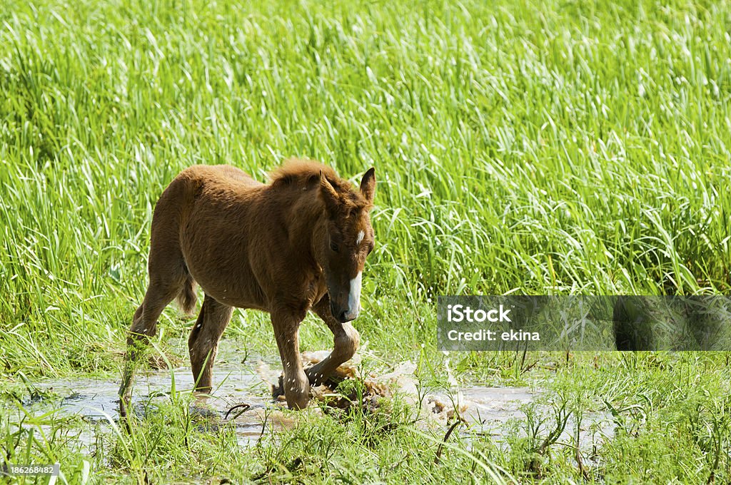 cavallo - Foto stock royalty-free di Ambientazione tranquilla