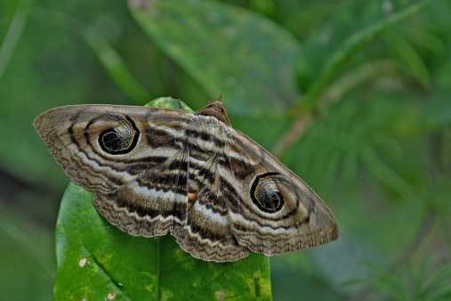 Owl-eyed moths are perfect examples of 'mimickry in nature'. The eye-spots on the wings look like eyes of an owl and hence, predators will think twice before attacking it.