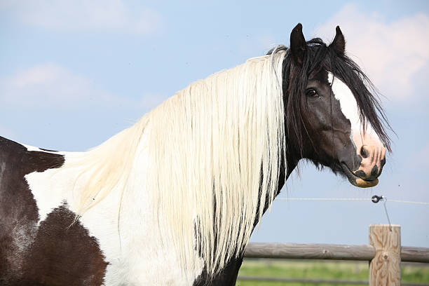 Gorgeous irish cob stallion with long mane stock photo