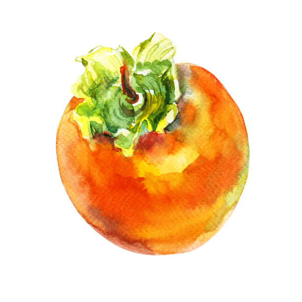 300+ Persimmon Tree Drawing Illustrations - iStock