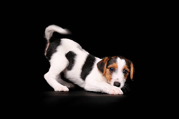 Jack russel puppy young playful Jack Russel puppy manda stock pictures, royalty-free photos & images