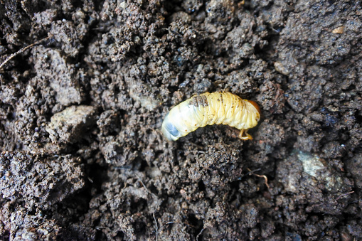 This stunning photograph captures the essence of transformation with a black and yellow caterpillar, an embodiment of nature’s meticulous craftsmanship, making its way across the rich, textured soil. The stark contrast between the caterpillar's vivid stripes and the dark, fertile earth beneath tells a story of growth and survival. Perfect for those who admire the intricacies of entomological life cycles or seek a symbol of natural perseverance, this image freezes a moment on the threshold of metamorphosis. The larva's journey is laid out before us, a tiny traveler against the vastness of the ground it traverses, hinting at the cyclical rhythm of life that the Scarabaeoidea represents. This photo promises to be a conversation starter, be it in scientific circles, educational materials, or as an artistic statement