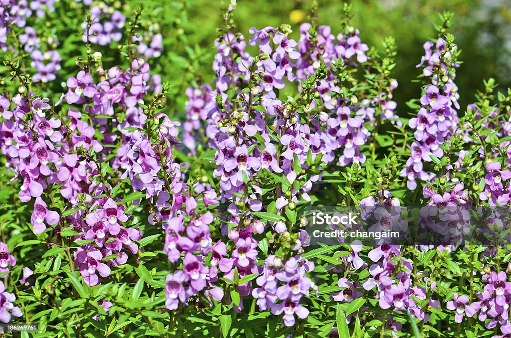 Pink flowers in ornamental garden Pink flowers are blooming in the garden Backgrounds Stock Photo