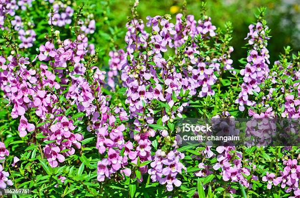 Pink Flowers In Ornamental Garden Stock Photo - Download Image Now - Backgrounds, Beauty In Nature, Blossom