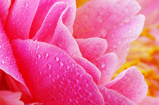 istock Water drops on peony petals, flower background 186269779