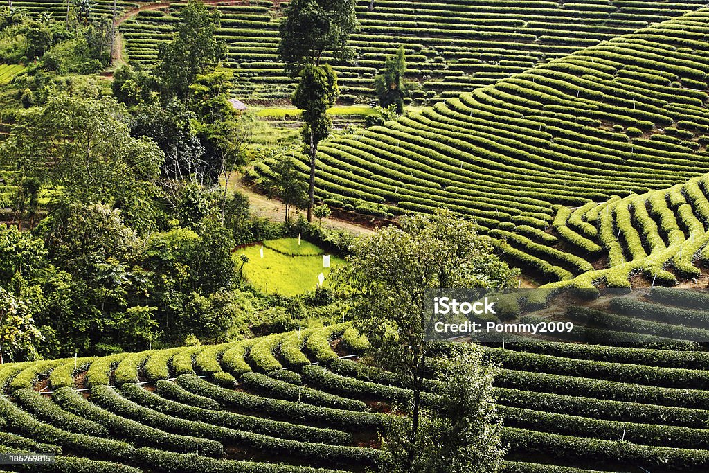 Té planation paisaje en el norte de Tailandia - Foto de stock de Agricultura libre de derechos