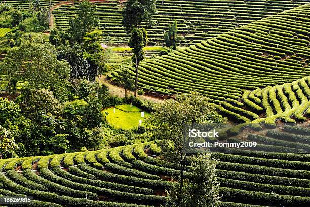 Té Planation Paisaje En El Norte De Tailandia Foto de stock y más banco de imágenes de Agricultura - Agricultura, Aire libre, Ajardinado