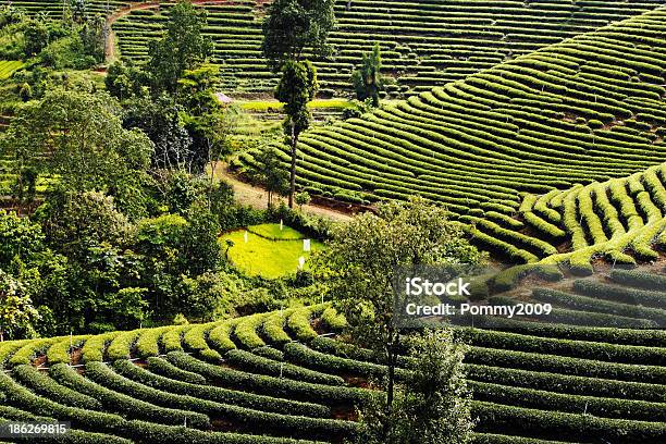 Photo libre de droit de Plantation De Thé Dans Le Paysage Du Nord De La Thaïlande banque d'images et plus d'images libres de droit de Agriculture