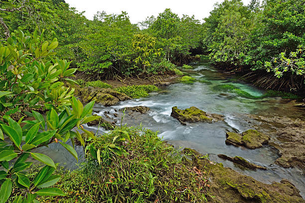istock Tha Pom mangroves forest, Krabi, Thailand. 186270157