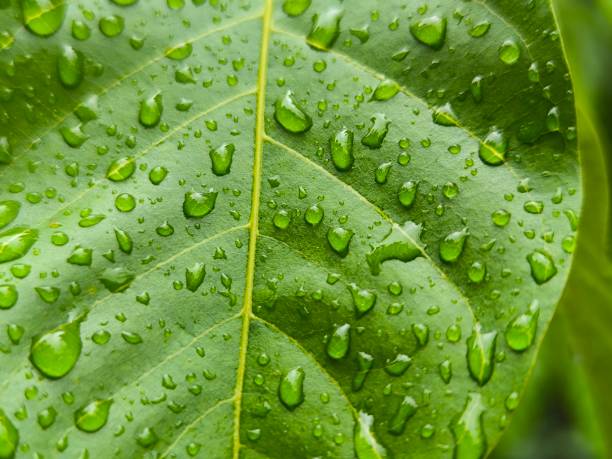 istock Beautiful raindrop formation on green leaves 1862713633