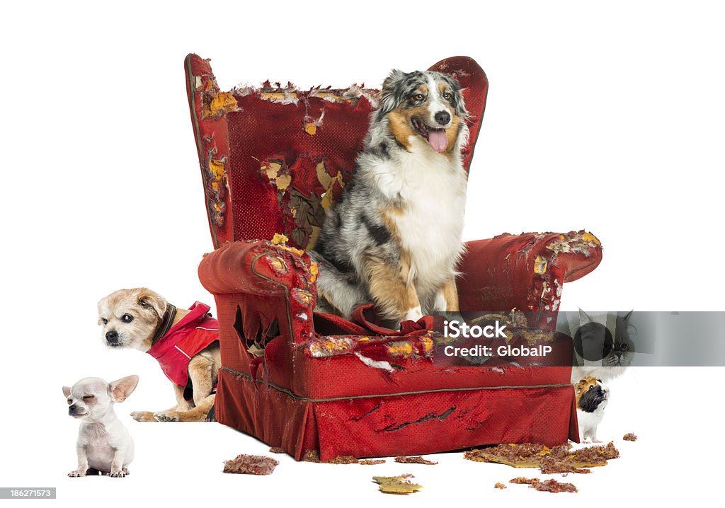 Grupo de mascotas en una destrucción sillón, aislado - Foto de stock de Destrucción libre de derechos