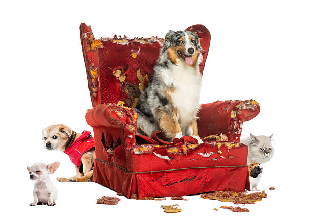 istock Group of pets on a destroyed armchair, isolated 186271573