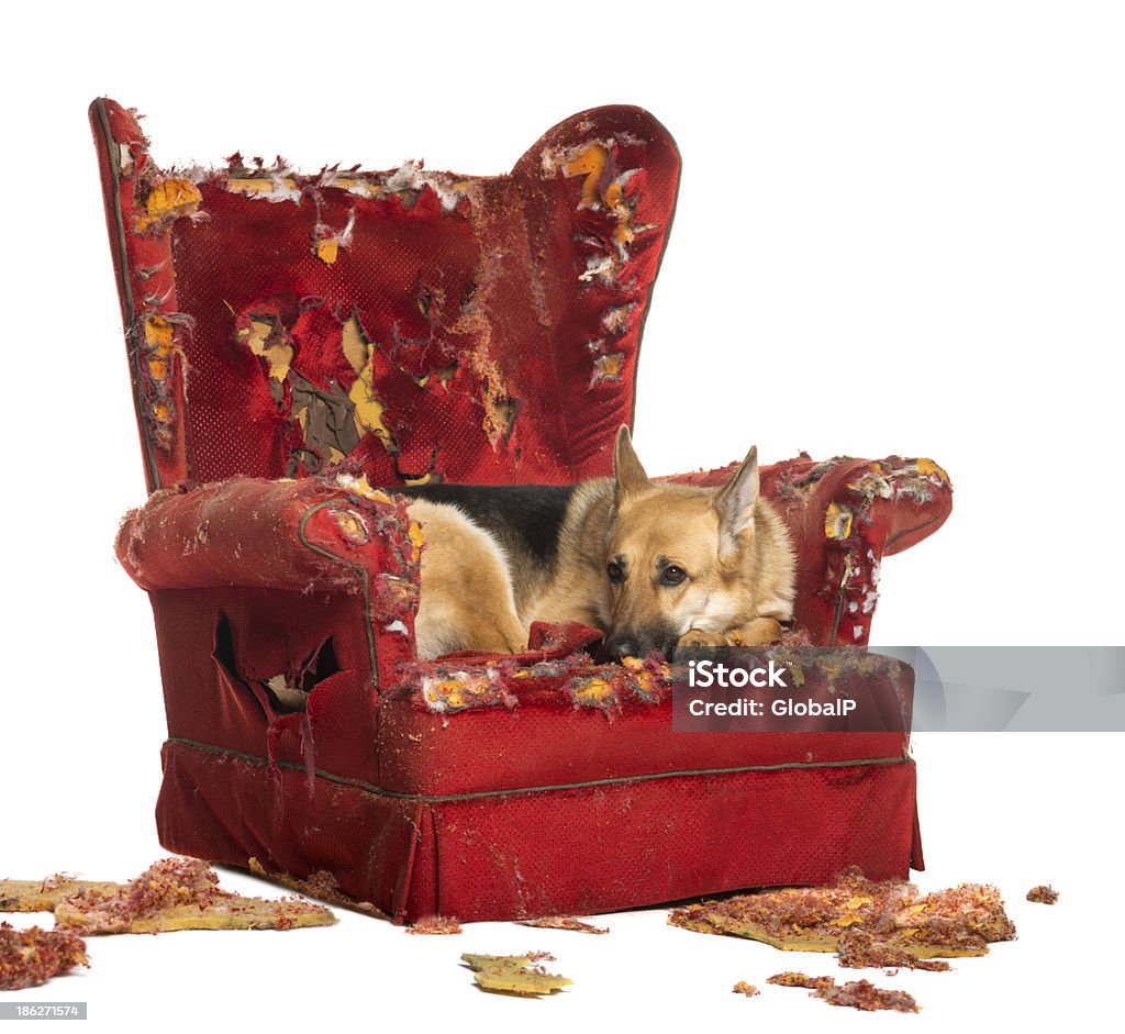 Deutsche Sheperd dipressed Blick auf die zerstörte Sessel - Lizenzfrei Hund Stock-Foto