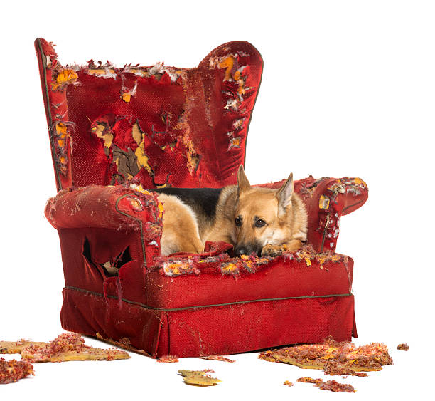 istock Guilty german shepherd laying on destroyed armchair 186271574