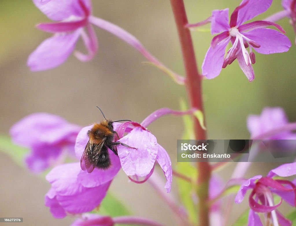 bumble bee sur Laurier de Saint-Antoine - Photo de Abeille libre de droits