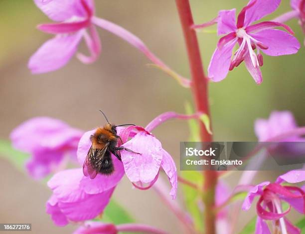 Bumble Ape Su Garofanino Maggiore - Fotografie stock e altre immagini di Ala di animale - Ala di animale, Animale, Antenna - Parte del corpo animale