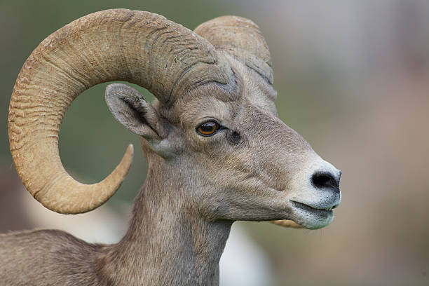 istock Desert Bighorn Sheep Ram Portrait 186272232
