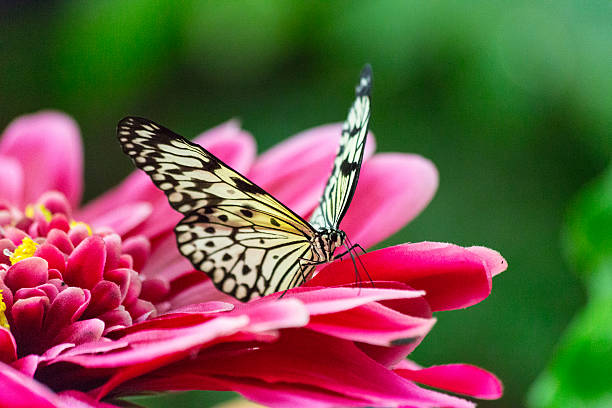 istock Butterfly on pink flower 186272706