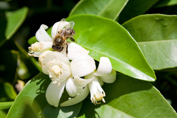 istock bee collecting pollen from an orange tree flower 186272783