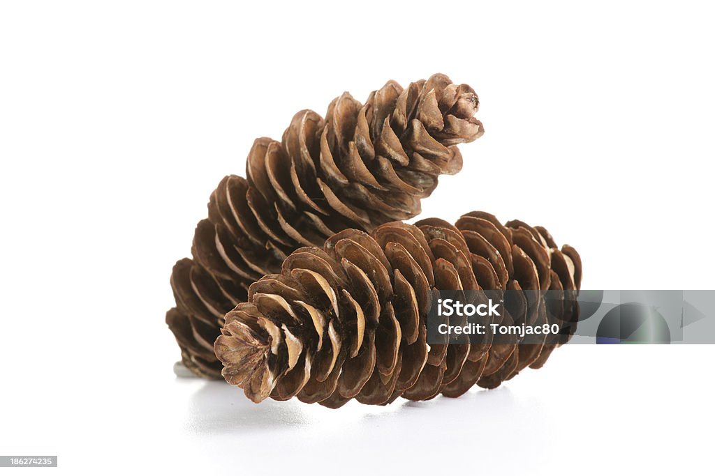 Pine cone Pine cones isolated on white Autumn Stock Photo