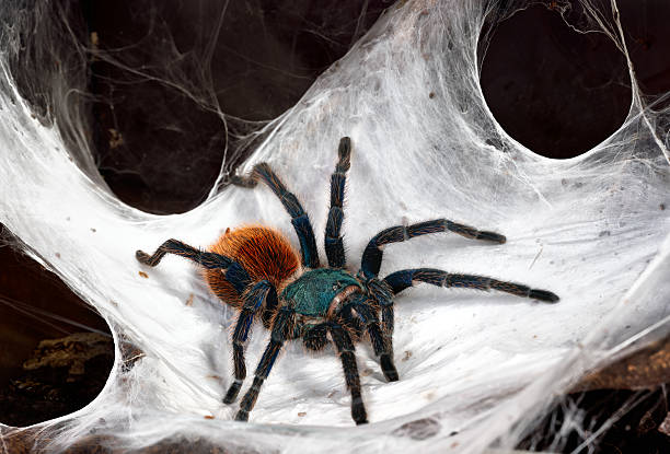 The Chromatopelma cyaneopubescens