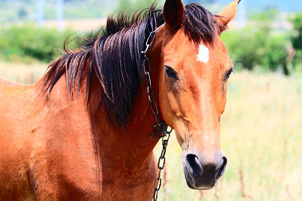 istock Horse in the meadow. 186274617