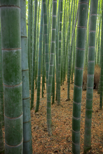 The green woods in the middle of the bamboo forest