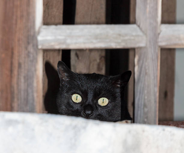 istock black cat gazing from a window pane 186274669