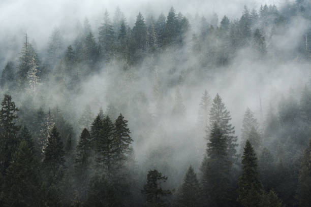 Mist rises above the conifers along the McKenzie River in the Willamette National Forest, Oregon.