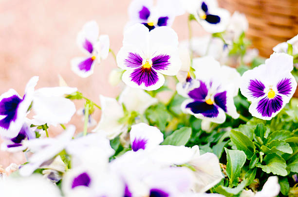 istock Pretty little Petunias 186274878