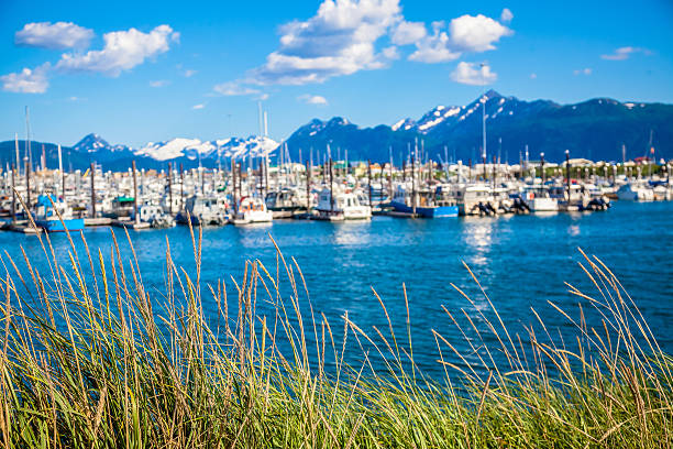 istock Weeds in Front of Boat Harbor 186275978