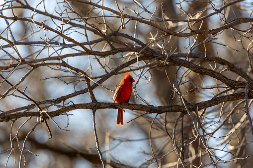 Male cardinal perched on a tree branch in the woods