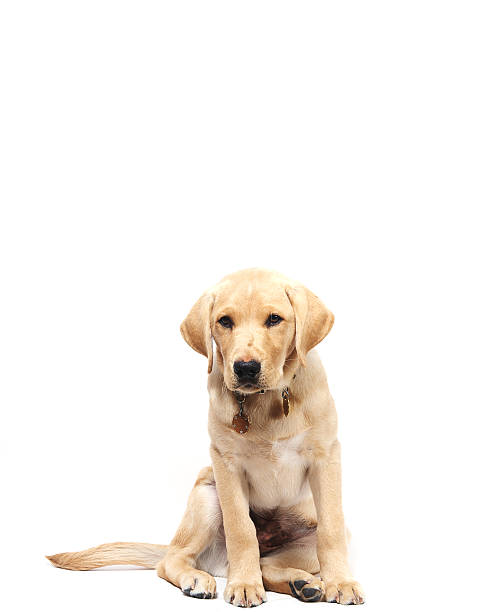istock Yellow Labrador Retreiver Puppy 186276100