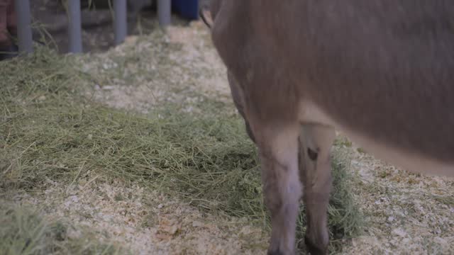 donkey burro grazing on alfalfa