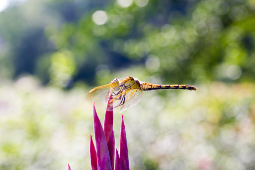 The dragonfly sits on a flower in the bright sunny day