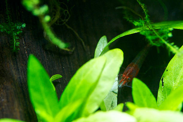 Shrimp freshwater aquarium. Shrimp freshwater aquarium. amano aquarium stock pictures, royalty-free photos & images