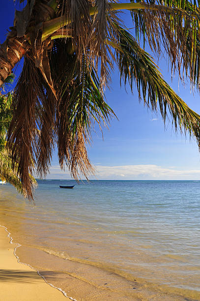 Tropical beach and coconut tree (Madagascar) Vohilava, St Mary Island, Madagascar: perfect beach - photo by M.Torres analanjirofo region stock pictures, royalty-free photos & images