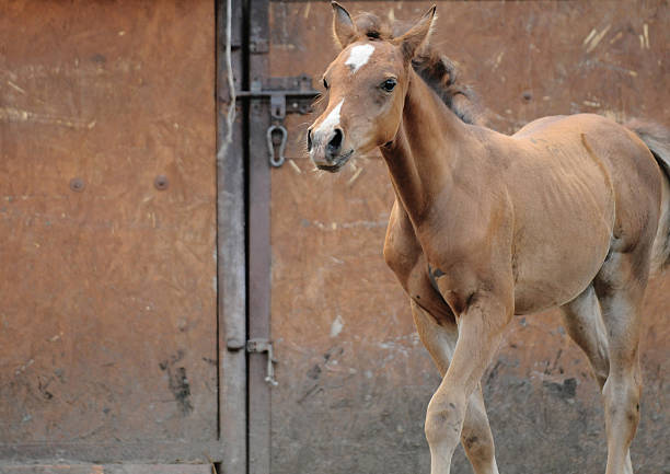 istock Adorable Baby Horse 186278094