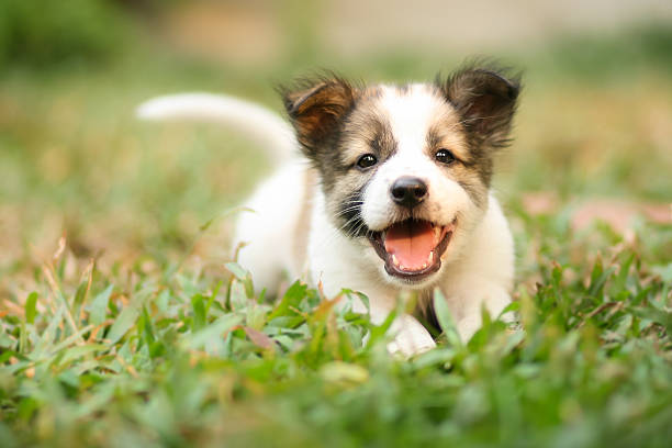 chien heureux course rapide sur de l'herbe - puppy photos et images de collection