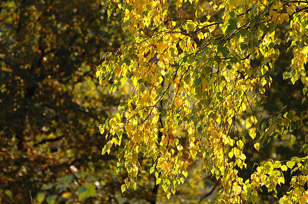 Autumn autumnautumnautumnautumnAutumn, the golden couple of the year, birch gold group reviews website stock pictures, royalty-free photos & images