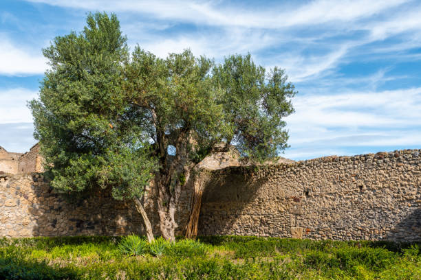 Free Stock Photo of Ancient Olive Tree Growing in Stone Wall | Download ...