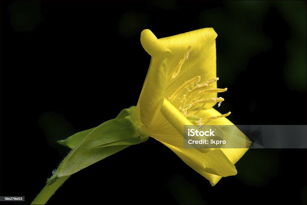 biennis onagracee parviflora erythrosepala crocifere - Royalty-free Abril Foto de stock