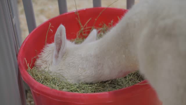 llama eating from bucket