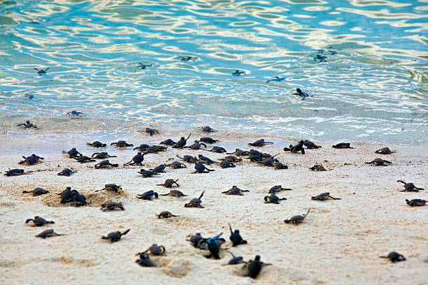 Turtle Hatchlings Turtle Hatchlings taking their first steps down the beach and into the ocean green turtle stock pictures, royalty-free photos & images