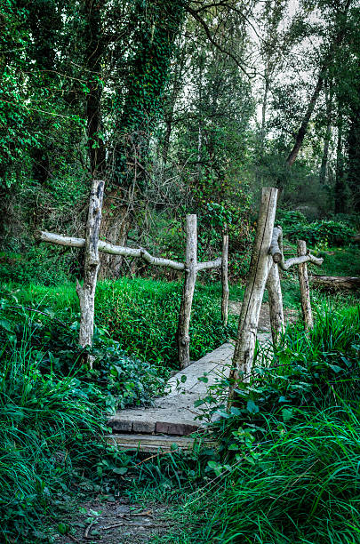istock wooden bridge in the forest - HDR 186279083