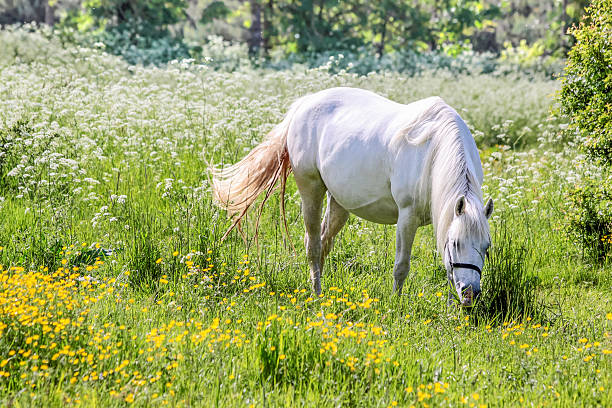 istock White horse in flower meadow 186279329