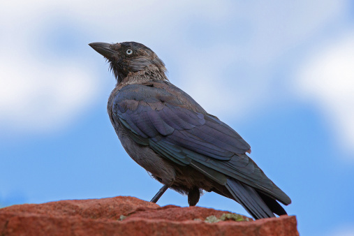 A profile full body portrait of a european jackdaw standing on a terracotta colored rock, against a light blue background.