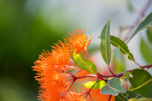 Beautiful Gum tree orange flowers and buds, Corymbia Ficifolia background with copy space, full frame horizontal composition