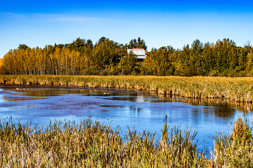 Plenty of blue skies, ponds and farmers fields on a drive thru Lacombe County, Alberta, Canada